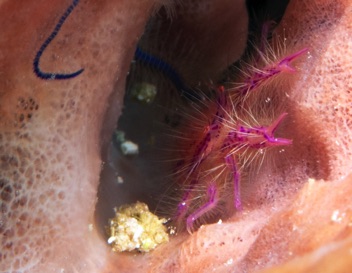 Hairy Crab